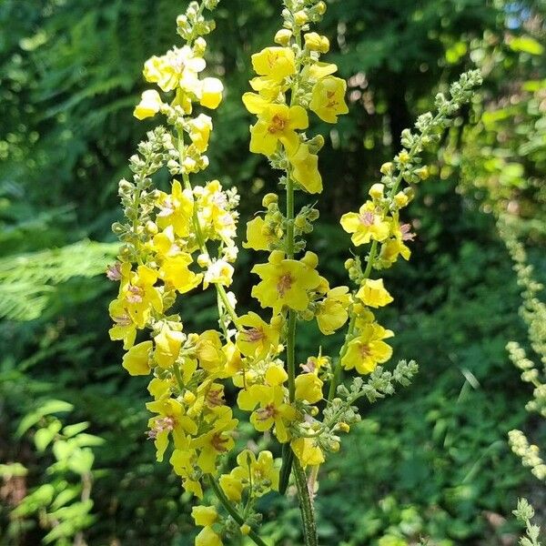 Verbascum chaixii Flower