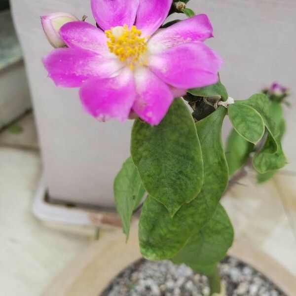 Pereskia grandifolia Flor