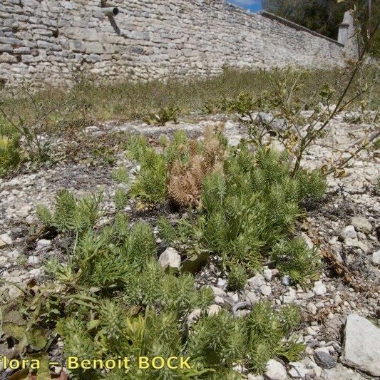 Ranunculus falcatus Habit