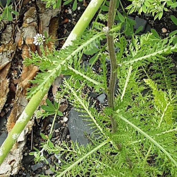 Achillea distans 葉