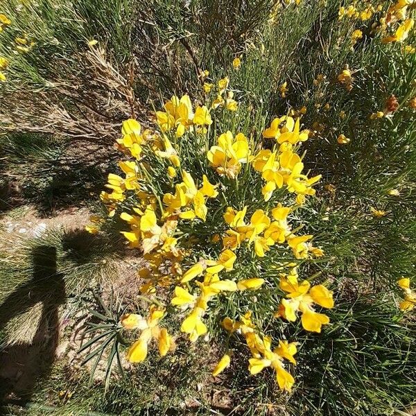 Genista radiata Flor