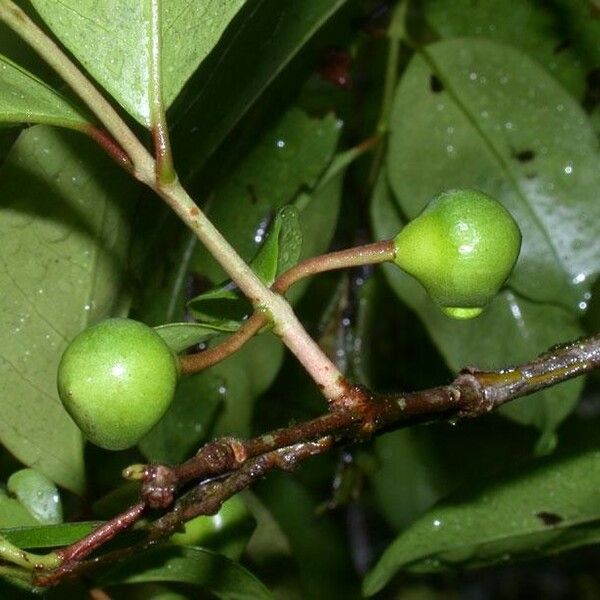 Psidium friedrichsthalianum Fruit