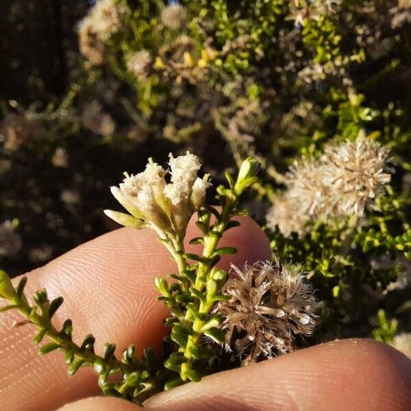 Ozothamnus leptophyllus Flower