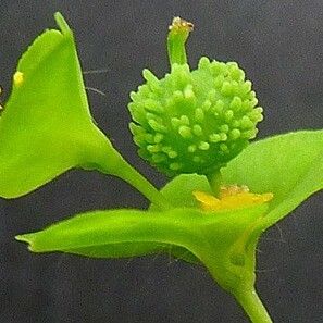 Euphorbia stricta Blodyn