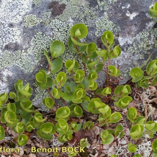 Salix polaris 整株植物