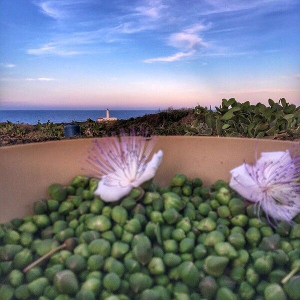 Capparis spinosa Fruct