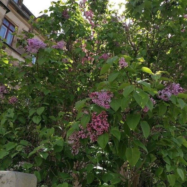 Syringa vulgaris Цветок