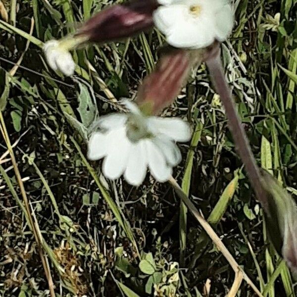 Silene dichotoma Blomma