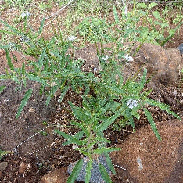 Monsonia angustifolia Hábito