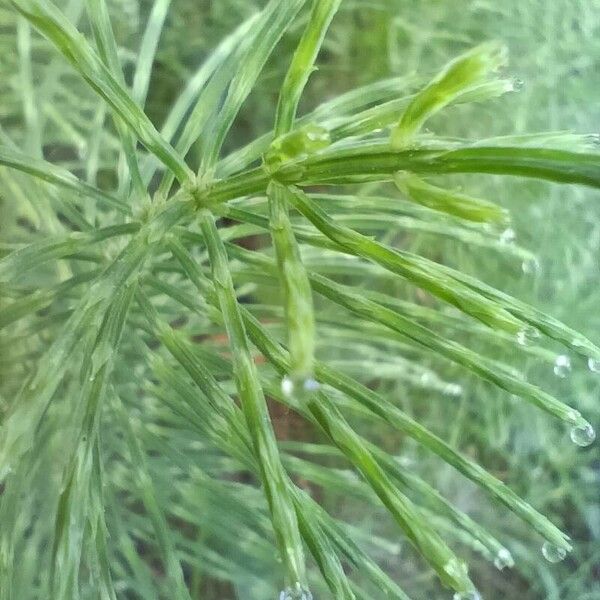 Equisetum sylvaticum Feuille