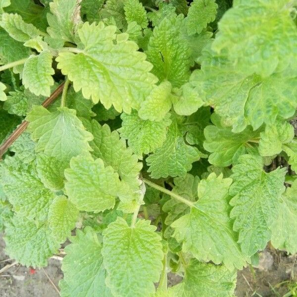 Nepeta cataria Leaf