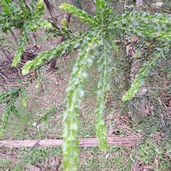 Acacia paradoxa Folha