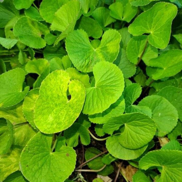 Centella asiatica Ліст