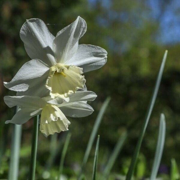 Narcissus triandrus Flors