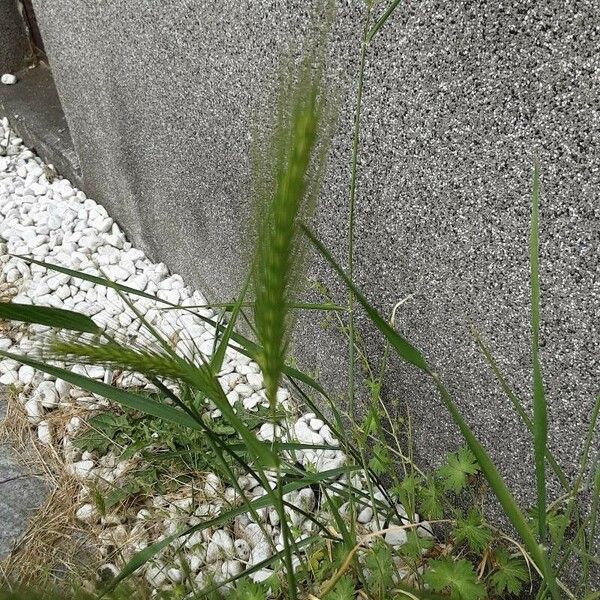 Hordeum murinum Flors