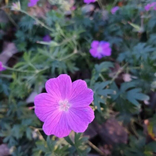 Geranium sanguineum फूल