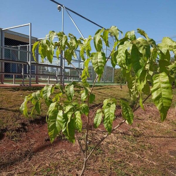 Croton megalocarpus Blad