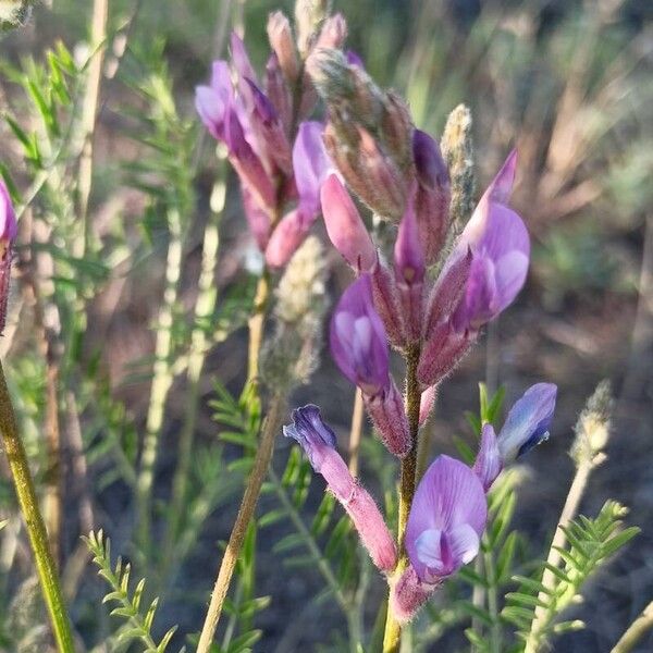 Astragalus varius Цвят