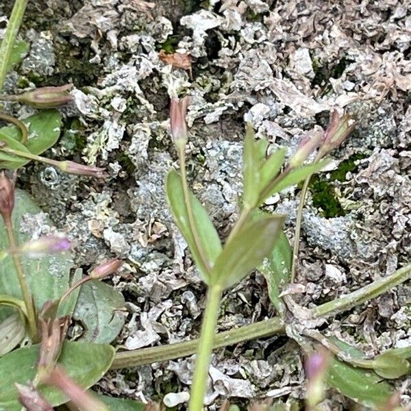 Lindernia procumbens Fulla