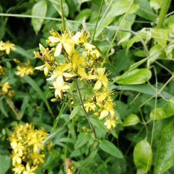 Hypericum hirsutum Flor