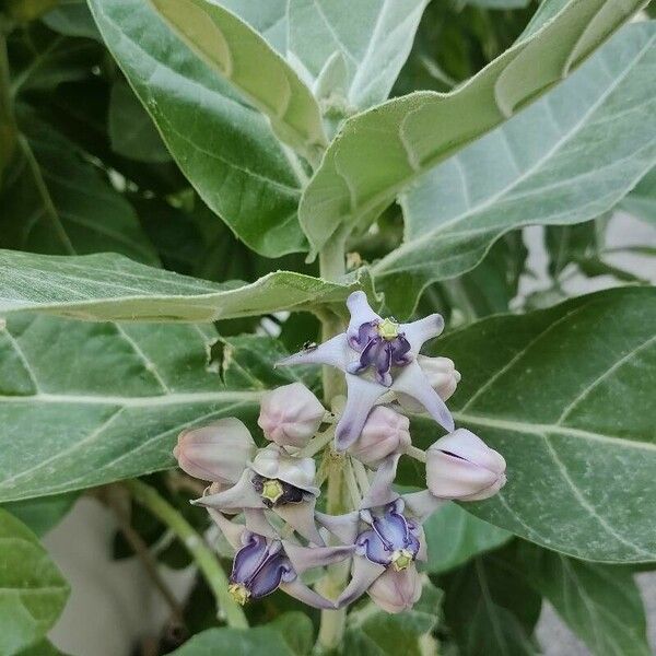 Calotropis gigantea Blomst