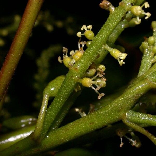 Hieronyma alchorneoides