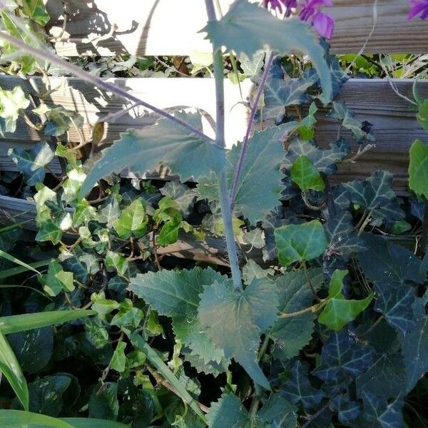 Lunaria annua Leaf