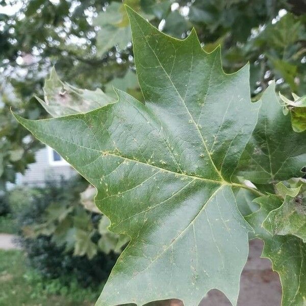 Platanus occidentalis Ліст