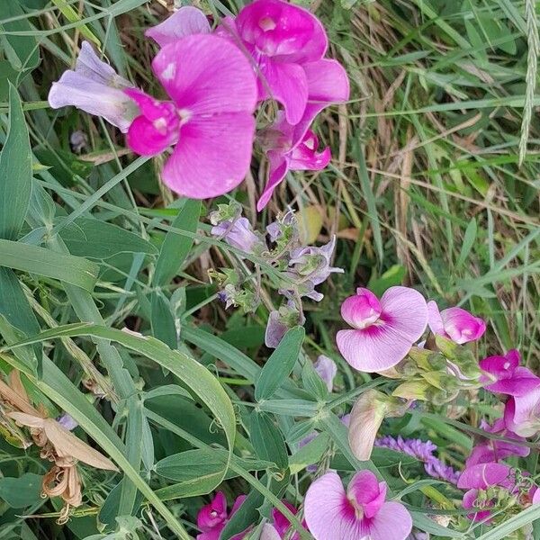 Lathyrus latifolius Flor