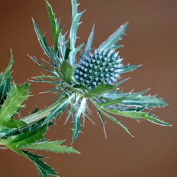 Eryngium planum Fiore