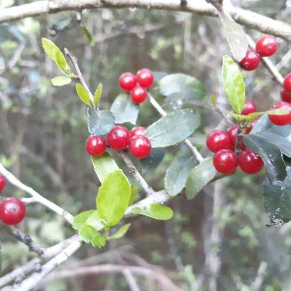 Ilex vomitoria برگ