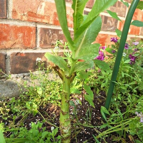 Lactuca sativa Foglia