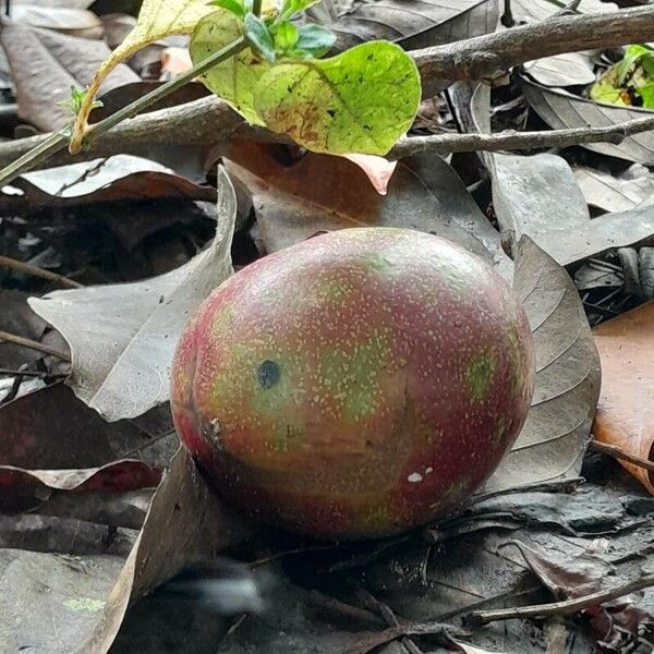 Chrysophyllum cainito Fruit