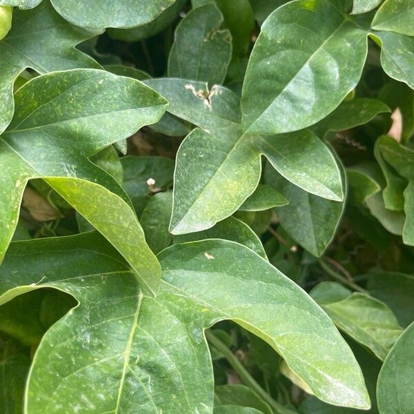 Passiflora suberosa Leaf