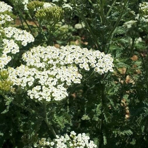 Achillea crithmifolia Flower