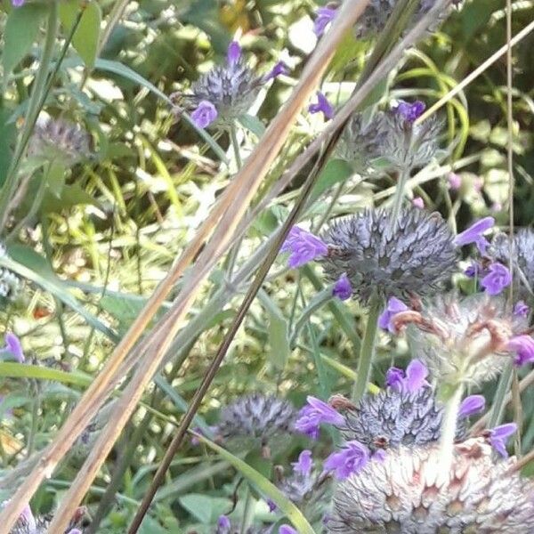 Clinopodium vulgare Lorea