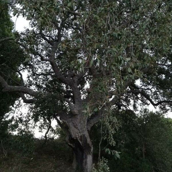 Quercus suber Bark