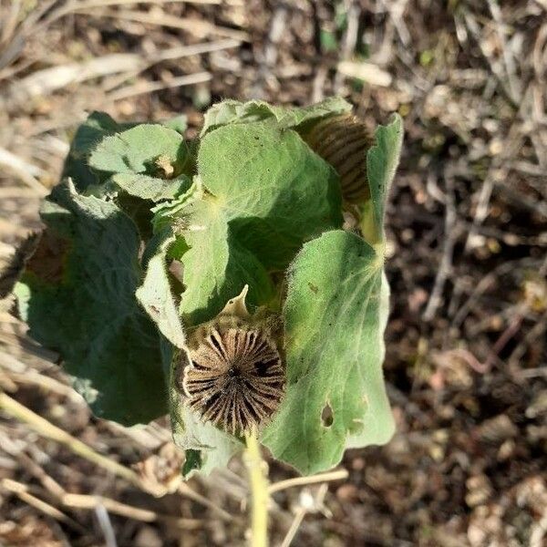 Abutilon hirtum Fruit