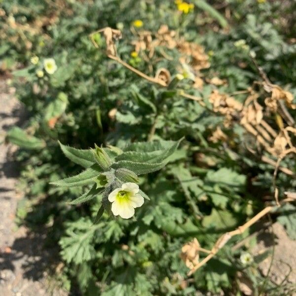 Nonea lutea Lehti