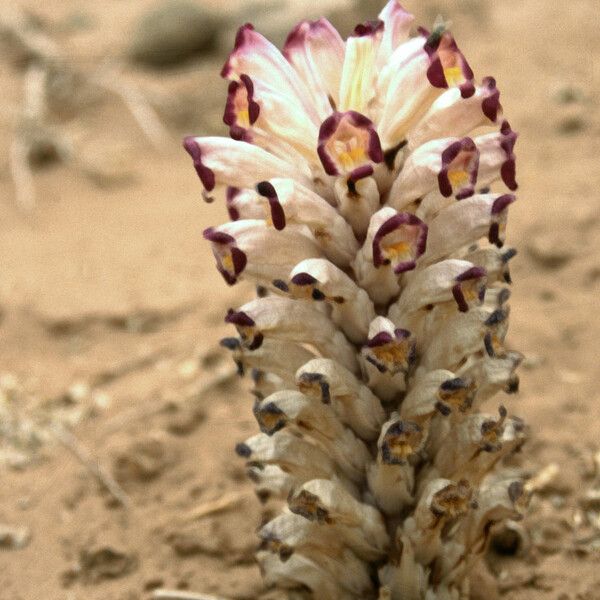 Cistanche violacea 花