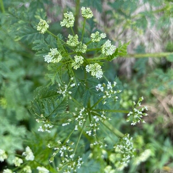 Conium maculatum Çiçek