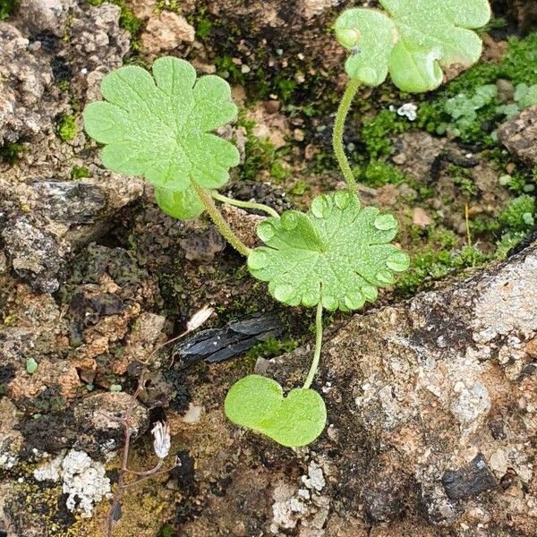 Geranium rotundifolium Φύλλο