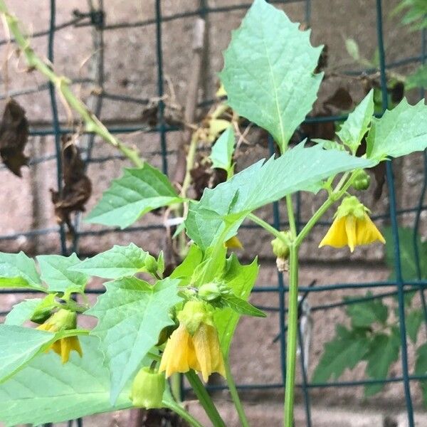 Physalis philadelphica Fuelha