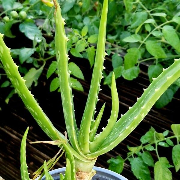 Aloe vera Fuelha