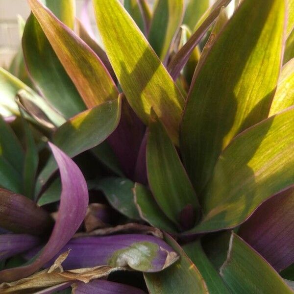 Tradescantia spathacea برگ