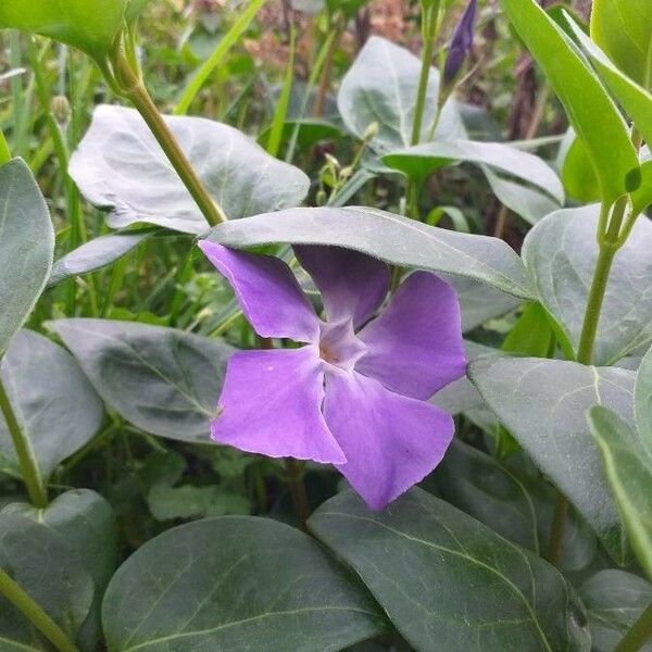 Vinca major Çiçek