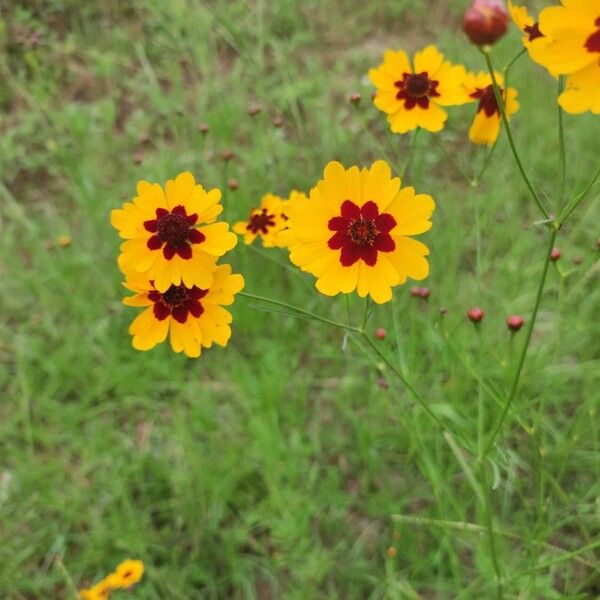 Coreopsis tinctoria Flower