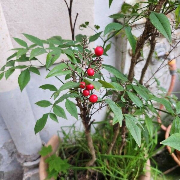 Nandina domestica Fruit