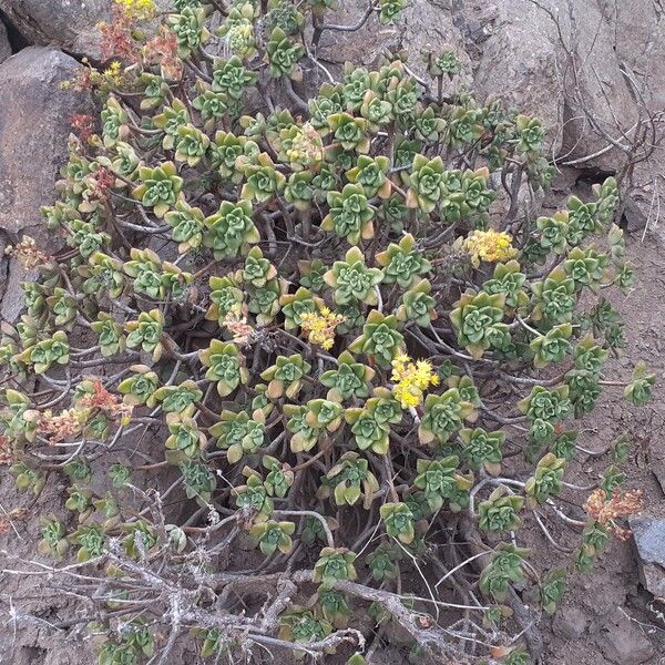 Aeonium lindleyi Yaprak