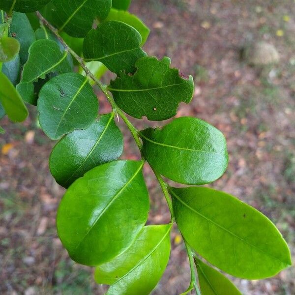 Chrysobalanus icaco ഇല